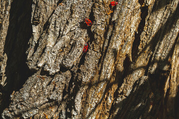 Red bug. Accumulation of soldier bugs. Red beetles in sun.