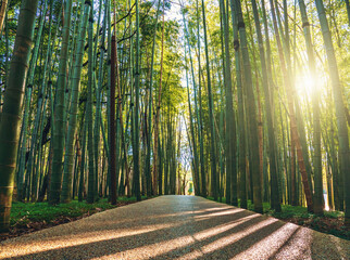 Walking path through green beautiful bamboo forest in sunlight.