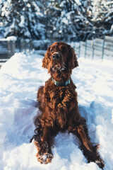 Cute and funny Irish Setter dog playing and jumping in the snow. Happy dog having fun with...