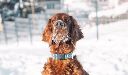 Cute and funny Irish Setter dog playing and jumping in the snow. Happy dog having fun with...