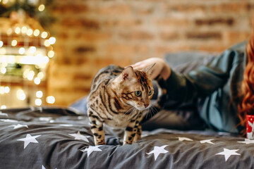 Fototapeta na wymiar A young woman is playing with her bengal cat in the room. The house is decorated with Christmas decor.