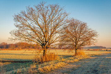 Two bare trees in early morning sunlight. The grass is white frosted by the night frost. The photo was taken in the winter season in a nature reserve in the Dutch province of North Brabant.