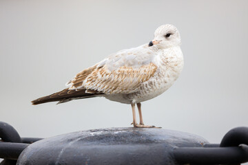 Ring-billed seagull standing on top of a light pole or structure, isolated from the background