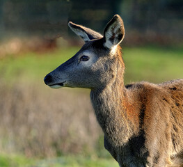 The red deer is one of the largest deer species. A male red deer is called a stag or hart, and a female is called a hind.   Female animal.