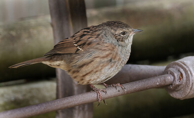 The dunnock is a small passerine, or perching bird, found throughout temperate Europe and into Asian Russia.