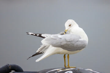 Ring-billed seagull standing on top of a light pole or structure, isolated from the background