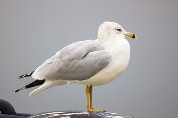 Obraz premium Ring-billed seagull standing on top of a light pole or structure, isolated from the background
