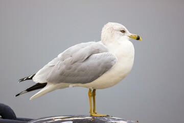 Ring-billed seagull standing on top of a light pole or structure, isolated from the background