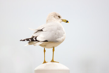 Ring-billed seagull standing on top of a light pole or structure, isolated from the background