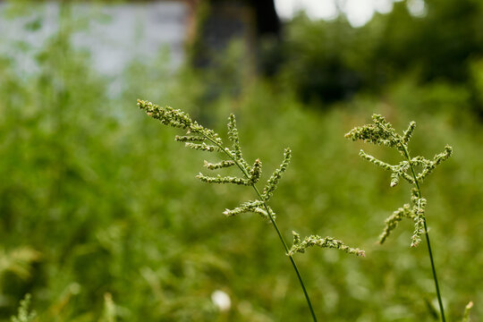 Echinochloa colona on a green background.