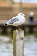 close up portrait of Ring-billed seagull, perched on a wood, lumber, pole, isolated by itself