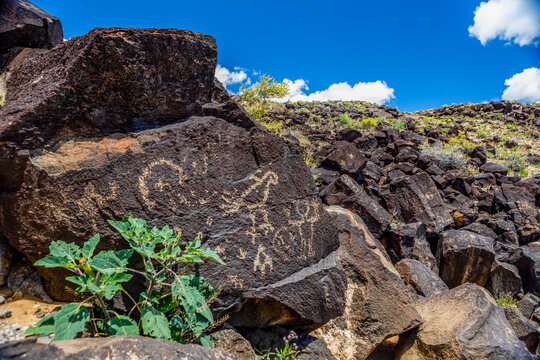 Petroglyphs on volcanic rock surrounded by sagebrush in Piedras Marcadas Canyon, Petroglyph National Monument on a sunny, spring afternoon; Albuquerque, New Mexico, United States of America