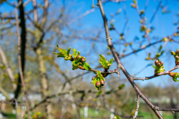 Thin branches of cherry with flower buds