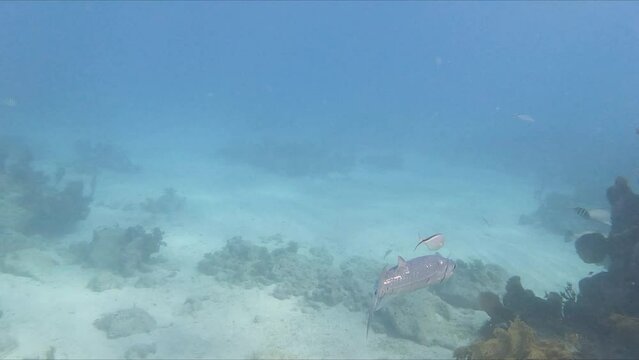 A great Barracuda (Sphyraena barracuda) fish swimming underwater in the Florida Keys, Florida, USA. 