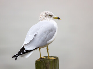 close up portrait of Ring-billed seagull, perched on a wood, lumber, pole, isolated by itself