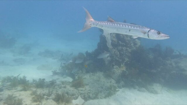 A great Barracuda (Sphyraena barracuda) fish swimming underwater in the Florida Keys, Florida, USA. 