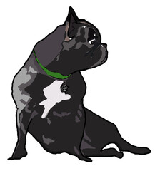 Cane bulldog francese, illustrazione isolata su sfondo bianco