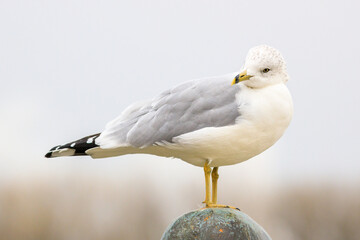 Ring-billed seagull standing on top of a light pole or structure, isolated from the background