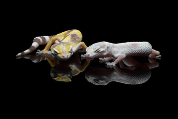 Babies leopard geckos huddle together