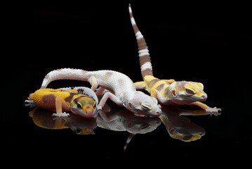 Babies leopard geckos huddle together