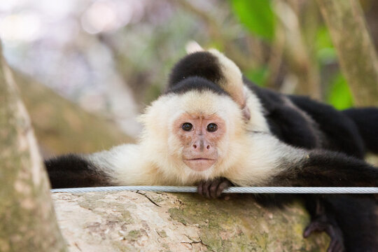 In Manuel Antonio National Park, a white-faced capuchin monkey rests on a tree while its baby sleeps on its back.; Manuel Antonio National Park, Costa Rica