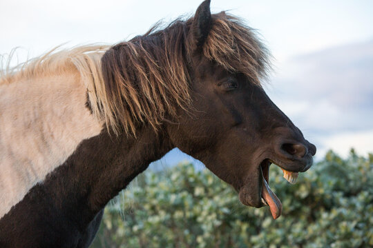 An Icelandic horse sticks out its tongue.; Gljasteinn, Iceland