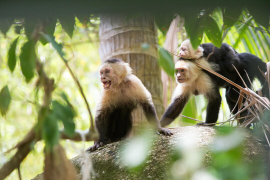 Several white-faced capuchin monkeys climb on a tree through foliage in Manuel Antonio National Park.; Manuel Antonio National Park, Costa Rica