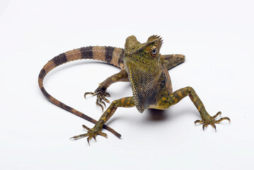 Forest Dragon ( Gonocephalus chamaeleontinus ) on a white background