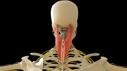 Splenius Capitus Muscle anatomy for medical concept 3D rendering