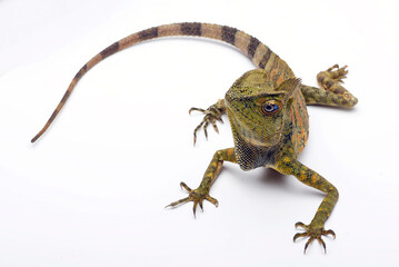 Forest Dragon ( Gonocephalus chamaeleontinus ) on a white background