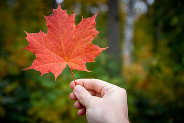 Close up of a hand holding red maple leaf