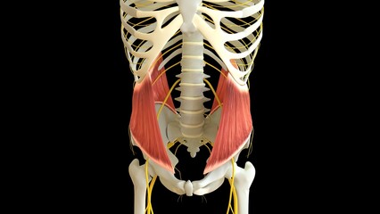 Internal Oblique anatomy for medical concept 3D rendering