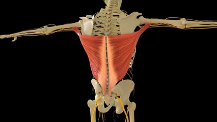 Latissim Muscle anatomy for medical concept 3D rendering