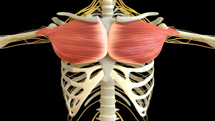 Pectoral Muscle anatomy for medical concept 3D rendering