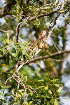 A Green Iguana Climbs A Tree Branch On The Shore Of Golfito.; Golfito, Costa Rica