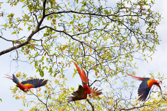 In Caletas Reserve, Osa Peninsula, three scarlet macaws take flight from a tree.; Costa Rica