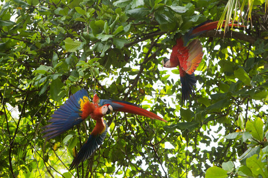 In Caletas Reserve, Osa Peninsula, two scarlet macaws search for food in a beach almond tree.; Costa Rica
