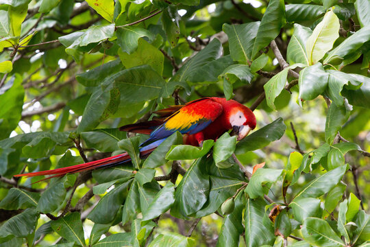 In Caletas Reserve, Osa Peninsula, a scarlet macaw searches for food in a beach almond tree.; Costa Rica