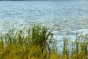 Water reeds with lake background