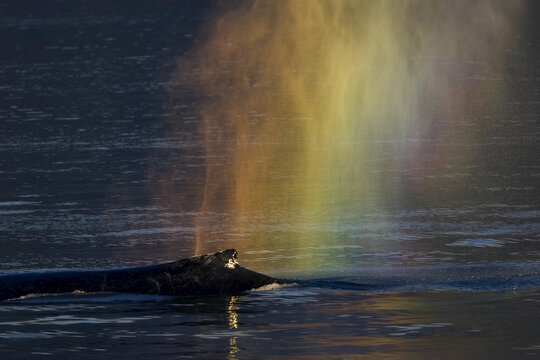 Rainbow blow or "Rainblow", Humpback Whale (Megaptera novaeangliae) in Frederick Sound; Southeast Alaska, Alaska, United States of America