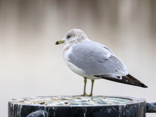 a ring-billed seagull, standing by itself, near water, isolated from the background