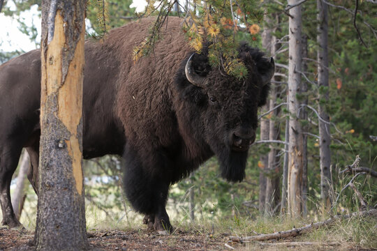 Portrait of an American bison, Bison bison, among pine trees.; Yellowstone National Park, Wyoming