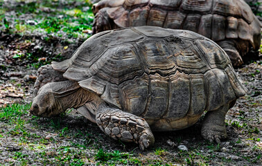 African spurred tortoise on the lawn. Latin name - Geochelone sulcata	