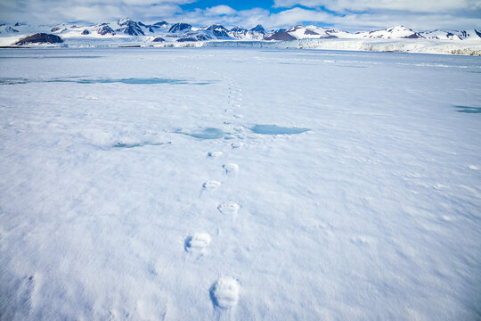 Polar bear (Ursus maritimus) tracks on pack ice, Horsund Fjord; Svalbard, Norway
