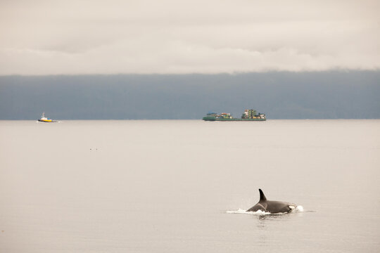 An orca whale and its dorsal fin breach the water.; Inside Passage, Alaska