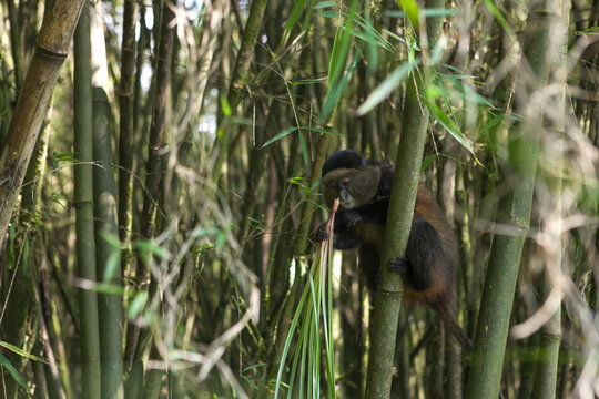 A golden monkey, Cercopithecus kandti, grips a bamboo shoot and eats vegetation.; Volcanoes National Park, Rwanda