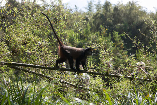 A golden monkey, Cercopithecus kandti, walks along a tree limb in the forest.; Volcanoes National Park, Rwanda