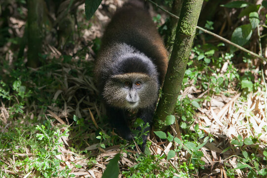 A golden monkey, Cercopithecus kandti, walks along the ground in the forest.; Volcanoes National Park, Rwanda