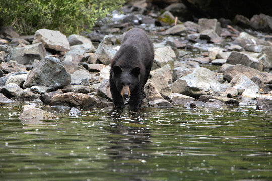 An Alaskan black bear, Ursus arctos, stands on the water's edge and hunts for fish.; Redoubt Bay, Alaska