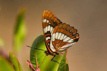 Lorquin's Admiral Butterfly